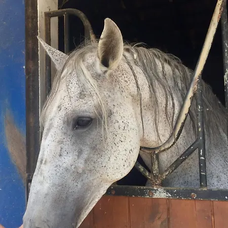 Casa Palmeria , Quinta Da Saudade Casa de Férias